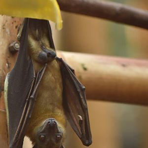 Straw-coloured fruit bat (Eidolon helvum)