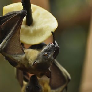 Straw-coloured fruit bat (Eidolon helvum)
