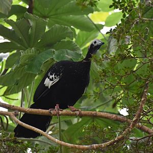 Blue-throated piping guan (Pipile cumanensis)
