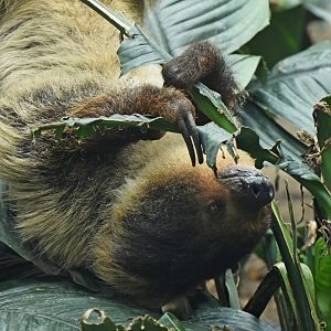 Linnaeus's two-toed sloth (Choloepus didactylus)