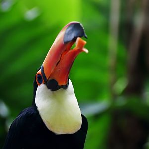 Toco toucan (Ramphastos toco)