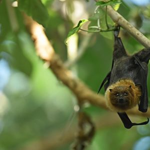 Rodrigues fruit bat (Pteropus rodricensis)