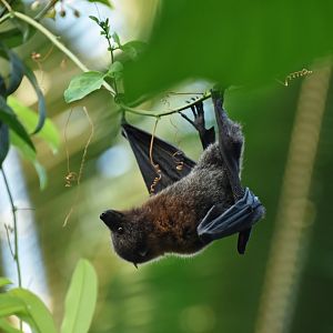 Rodrigues fruit bat (Pteropus rodricensis)