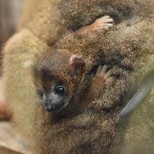 Red-bellied lemur (Eulemur rubriventer)