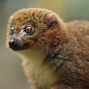 Red-bellied lemur (Eulemur rubriventer)