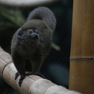Western lesser bamboo lemur (Hapalemur occidentalis)