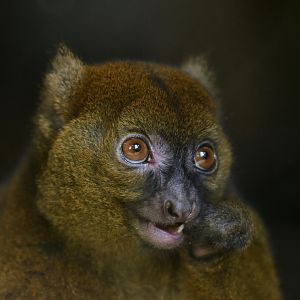 Greater bamboo lemur (Prolemur simus)