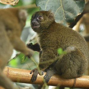 Greater bamboo lemur (Prolemur simus)