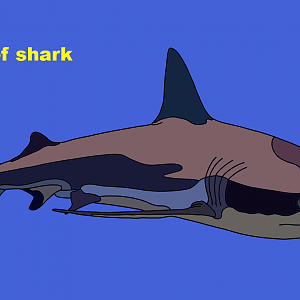 Grey reef shark (Carcharhinus amblyrhynchos)