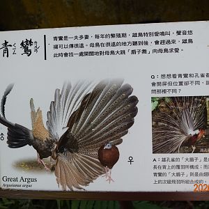 Great Argus (Argusianus argus)