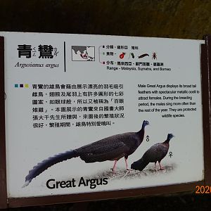 Great Argus (Argusianus argus)