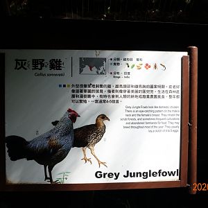 Grey Junglefowl (Gallus sonneratii)