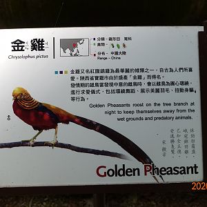 Golden Pheasant (Chrysolophus pictus)