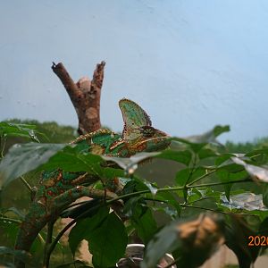 Veiled Chameleon (Chamaeleo calyptratus)