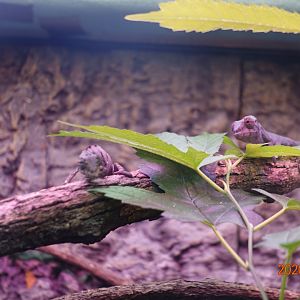Panther Chameleon (Furcifer pardalis)