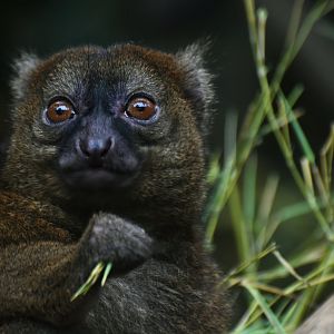 Greater bamboo lemur (Prolemur simus)