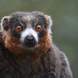 Mongoose lemur (Eulemur mongoz)