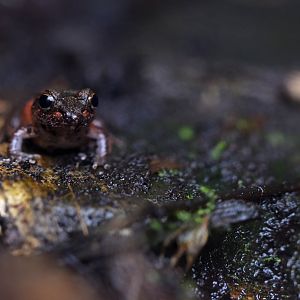 Betsileo Madagascar Frog (Mantidactylus betsileanus)