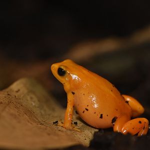 Golden mantella (Mantella aurantiaca)