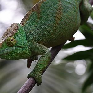 Parson’s chameleon (Calumma parsonii)
