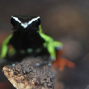 Baron's mantella (Mantella baroni)