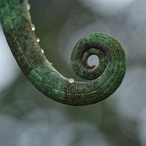 Parson’s chameleon (Calumma parsonii)
