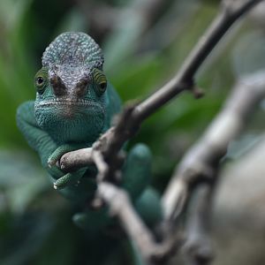 Parson’s chameleon (Calumma parsonii)