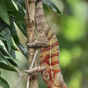 Panther chameleon (Furcifer pardalis)