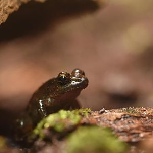 Betsileo Madagascar Frog (Mantidactylus betsileanus)