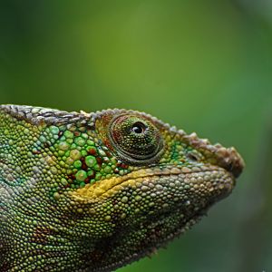 Panther chameleon (Furcifer pardalis)