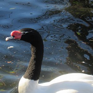 black necked swan