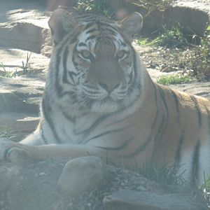 Amur tiger