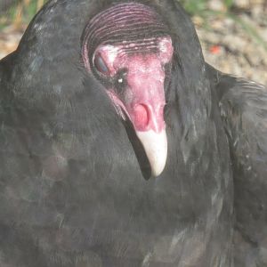 turkey vulture