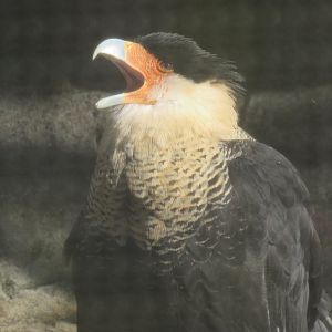 crested caracara