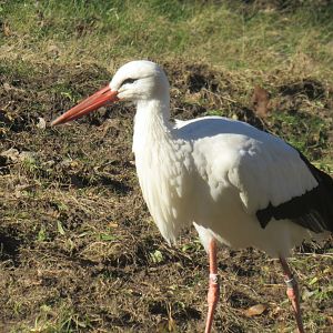 white stork