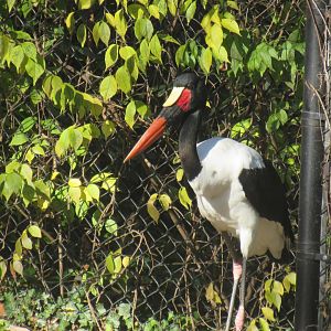 saddle billed stork