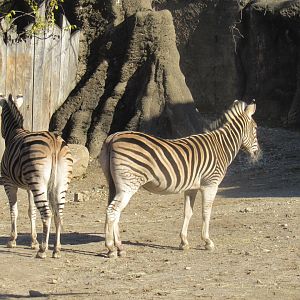 zebras