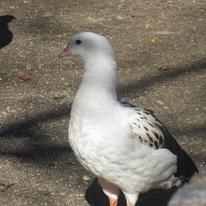 Andean goose
