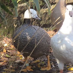 emperor goose