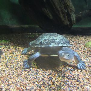 snake necked turtle
