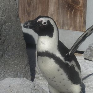 African penguin