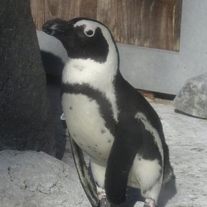 African penguin