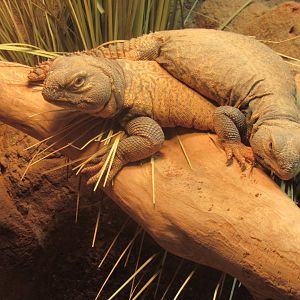 uromastyx