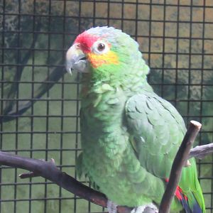 Red lored amazon