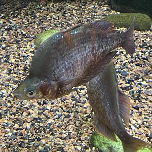 can someone id this fish