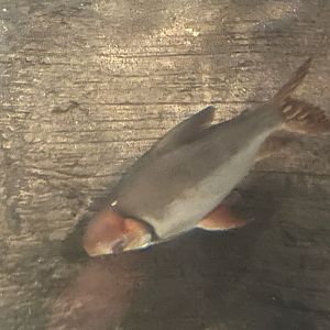 can someone id this fish