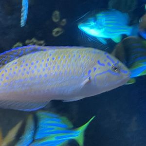 can someone id this fish