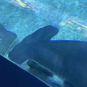 hammerhead shark