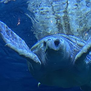 loggerhead sea turtle