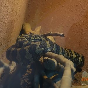 Carpet Python (Morelia spilota)